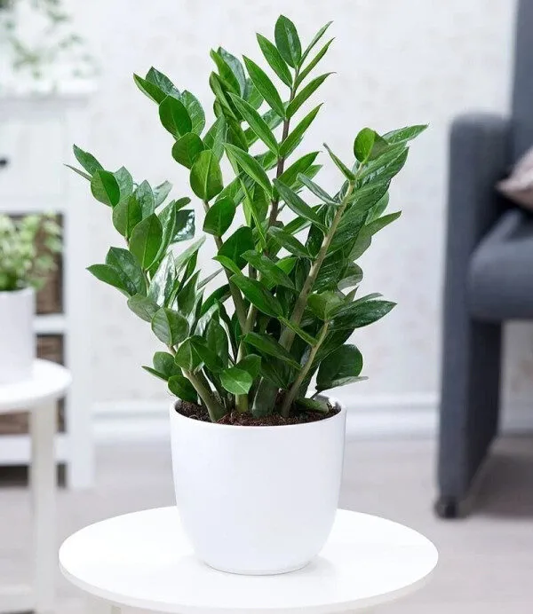 Top 7 cây để phòng khách hợp phong thủy giúp thu hút tài lộc